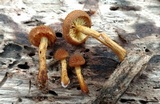 Pholiota granulosa image