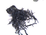 Phaeophyscia pusilloides image