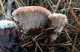 Hydnellum peckii image