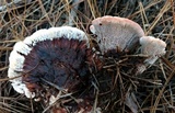 Hydnellum peckii image