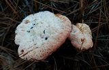 Hydnellum peckii image