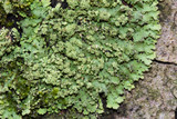 Phaeophyscia rubropulchra image