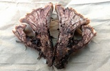 Hydnellum peckii image