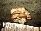 Pleurotus pulmonarius image