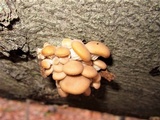 Pleurotus pulmonarius image