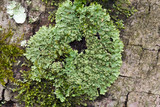 Phaeophyscia rubropulchra image