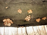 Pleurotus pulmonarius image
