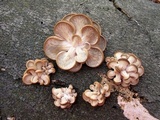 Pleurotus pulmonarius image