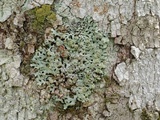 Hypotrachyna osseoalba image
