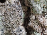 Calicium abietinum image