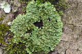 Phaeophyscia rubropulchra image