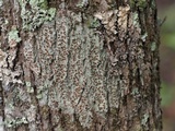 Image of Haematomma flexuosum