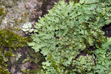 Phaeophyscia rubropulchra image