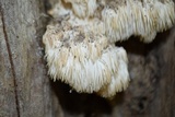 Hericium americanum image