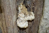 Hericium americanum image