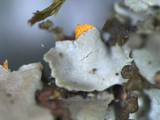 Phaeophyscia rubropulchra image