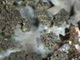 Phaeophyscia rubropulchra image