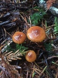 Xeromphalina fulvipes image