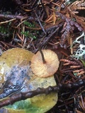 Xeromphalina fulvipes image
