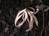 Clavaria rubicundula image