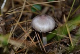 Inocybe geophylla var. lilacina image