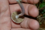 Inocybe geophylla var. lilacina image
