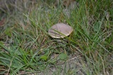 Tylopilus felleus image