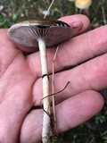 Protostropharia semiglobata image