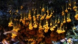 Badhamia utricularis image