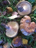 Paxillus cuprinus image