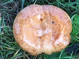Paxillus cuprinus image