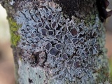 Physcia pumilior image