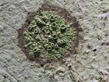 Maronea polyphaea image