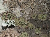 Maronea polyphaea image