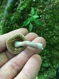 Tylopilus sordidus image