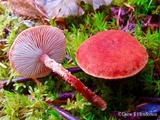 Cystodermella cinnabarina image