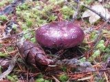 Russula occidentalis image