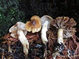 Cortinarius collinitus image