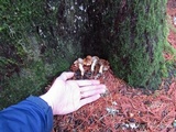 Cortinarius collinitus image