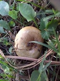 Lactarius chelidonium image