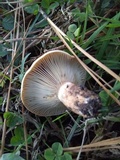 Lactarius chelidonium image