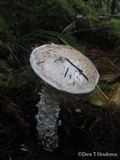 Amanita smithiana image