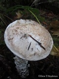 Amanita smithiana image