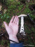 Amanita smithiana image