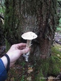Amanita smithiana image