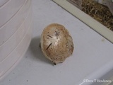 Amanita smithiana image