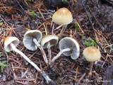 Hypholoma dispersum image