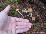 Hypholoma dispersum image