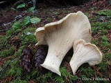 Cantharellus subalbidus image