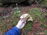 Cantharellus subalbidus image